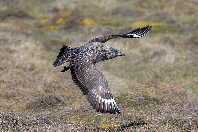 A Great Skua in flight above breeding habitat stock-image by Agami/Onno Wildschut,