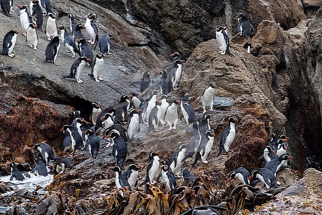 Big gathering of Snares Penguins (Eudyptes robustus) at the shore on The Snares, a subantarctic Island group south off New Zealand. stock-image by Agami/Marc Guyt,
