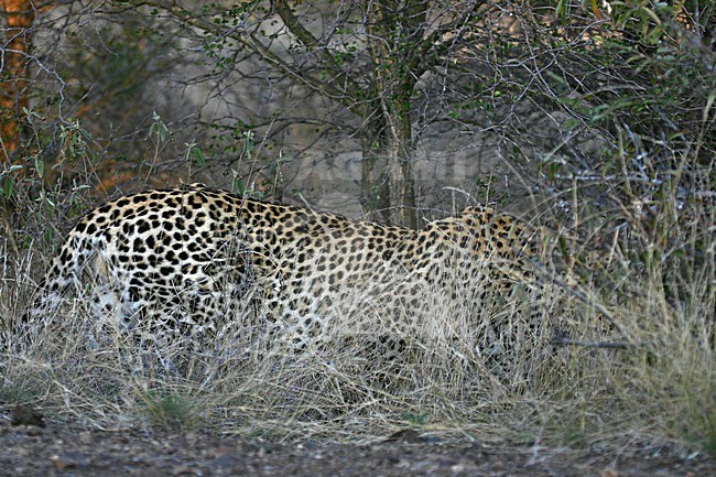Luipaard lopend, Leopard walking stock-image by Agami/Bas Haasnoot,