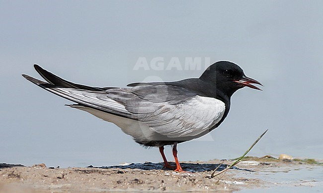 White-winged Tern (Chlidonia leucoptera) adult standing stock-image by Agami/Ralph Martin,