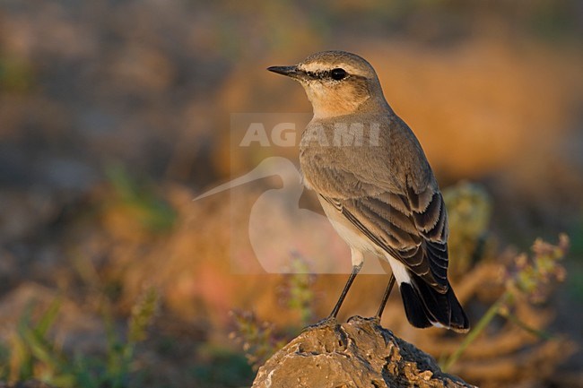 Isabeltapuit op de grond; Isabelline Wheatear on the ground stock-image by Agami/Daniele Occhiato,