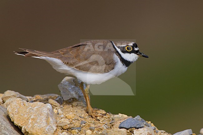 Little Ringed Plover standing; Kleine Plevier staand stock-image by Agami/Daniele Occhiato,