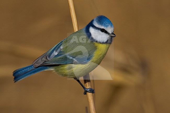 Pimpelmees zittend op tak; Blue Tit perched on branch stock-image by Agami/Daniele Occhiato,