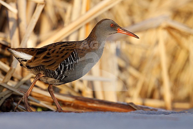 Waterral lopend op ijs; Water Rail walking on ice stock-image by Agami/Chris van Rijswijk,