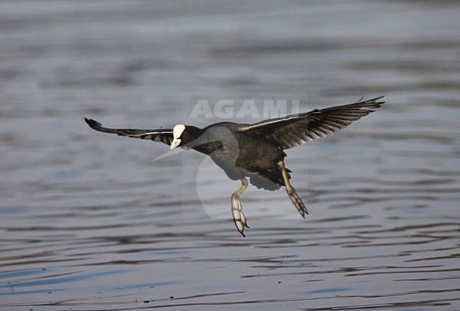 Meerkoet vliegend over het water; Eurasian Coot flying over water stock-image by Agami/Marc Guyt,