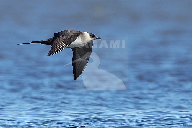 Adult
Churchill, Manitoba, Canada
June 2017 stock-image by Agami/Brian E Small,