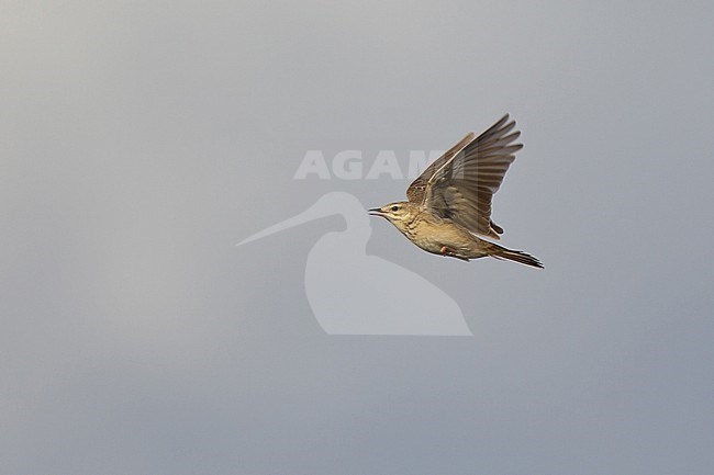 An adult male Blyth's Pipit (Anthus godlewskii) singing in flight stock-image by Agami/Mathias Putze,