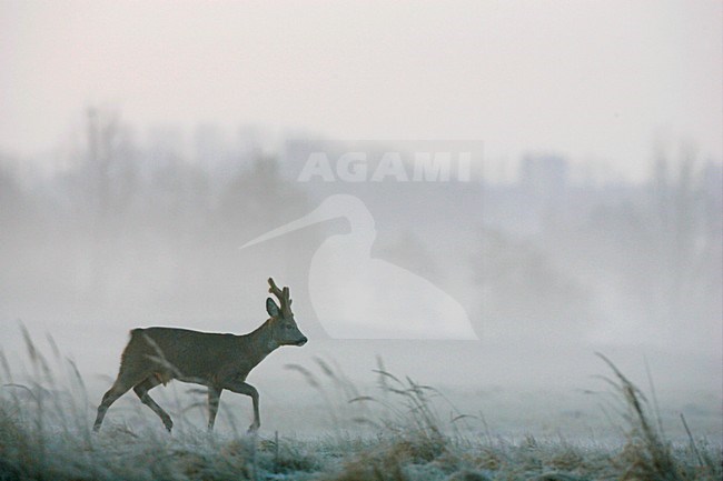 Ree lopend in mist; Roe Deer walking in fog stock-image by Agami/Menno van Duijn,