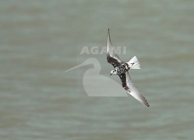 Adult White-winged Tern (Chlidonias leucopterus) moulting to winter plumage at Wissenkerke in the Netherlands. stock-image by Agami/Kris de Rouck,