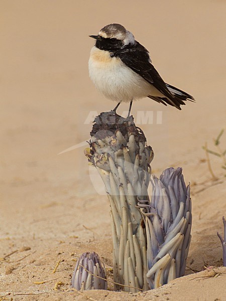 Bonte Tapuit, Pied Wheatear stock-image by Agami/Daniele Occhiato,