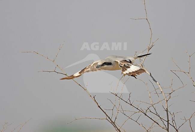 Steppeklapekster in vlucht; Steppe Grey Shrike in flight stock-image by Agami/Markus Varesvuo,