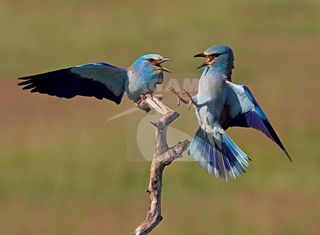 Scharrlaar; European Roller (Coracias garrulus)  Hungary May 2008 stock-image by Agami/Markus Varesvuo / Wild Wonders,