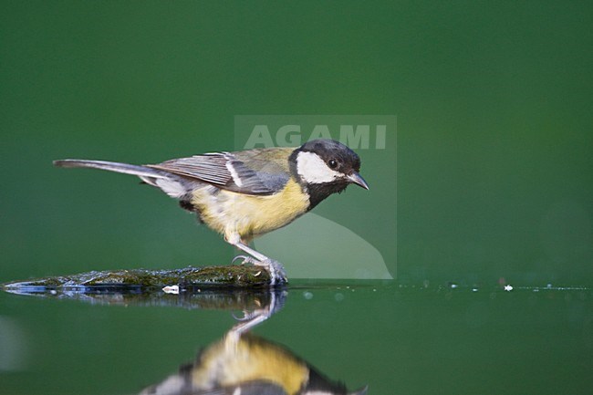 Koolmees bij drinkplaats; Great Tit at drinking site stock-image by Agami/Marc Guyt,