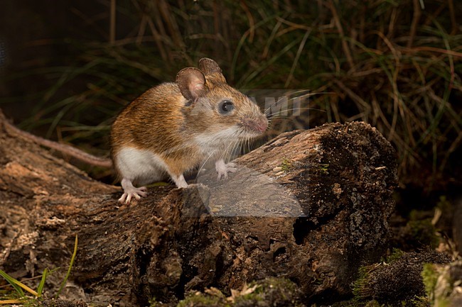 Grote Bosmuis, Yellow-necked mouse, Apodemus flavicollis stock-image by Agami/Theo Douma,