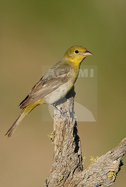 Adult female
Lake Co., OR
June 2008 stock-image by Agami/Brian E Small,