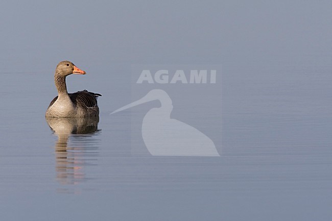 Grauwe Gans adult zwemmend Nederland, Greylag Goose adult swimming Netherlands stock-image by Agami/Wil Leurs,