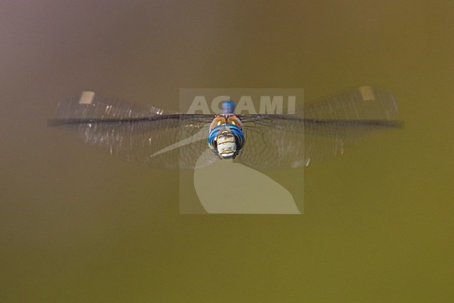 Vliegende Paardenbijter, Migrant Hawker in flight stock-image by Agami/Daniele Occhiato,