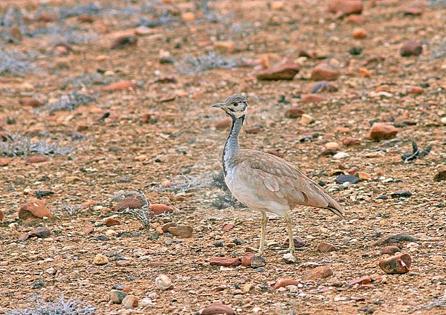 A Rüppell's Korhaan (Heterotetrax rueppelii), also known as Ruppell's Bustard,  walking on semi desert floor in Angola. Formaly known as Eupodotis rueppellii. stock-image by Agami/Pete Morris,