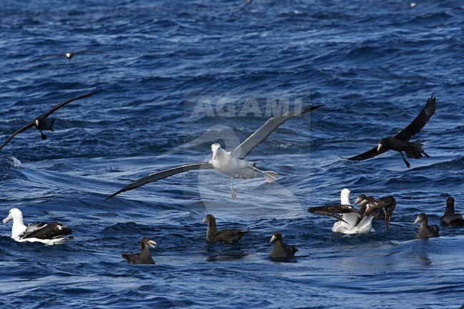 Tristanalbatros in vlucht; Tristan Albatros in flight stock-image by Agami/Marc Guyt,