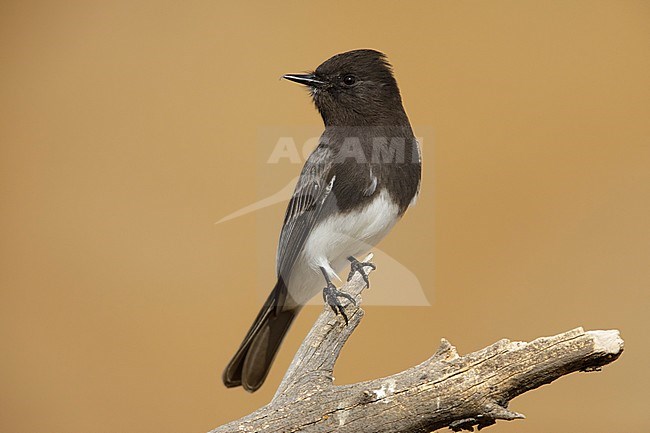 Adult Black Phoebe (Sayornis nigricans)
Riverside Co., CA
November 2017 stock-image by Agami/Brian E Small,