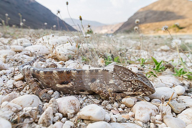 Arabian chameleon (Chamaeleo arabicus), Oman stock-image by Agami/Ralph Martin,