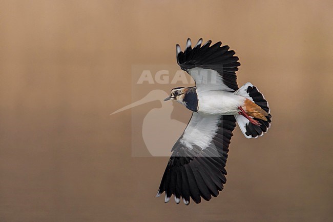Kievit, Northern Lapwing; Vanellus vanellus stock-image by Agami/Daniele Occhiato,