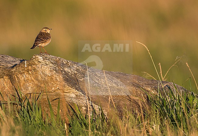 Richard's Pipit - Spornpieper - Anthus richardi ssp. richardi, Russia, adult stock-image by Agami/Ralph Martin,