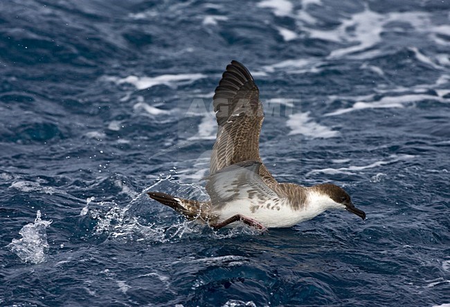 Grote Pijlstormvogel op volle zee; Great Shearwater out at sea stock-image by Agami/Marc Guyt,