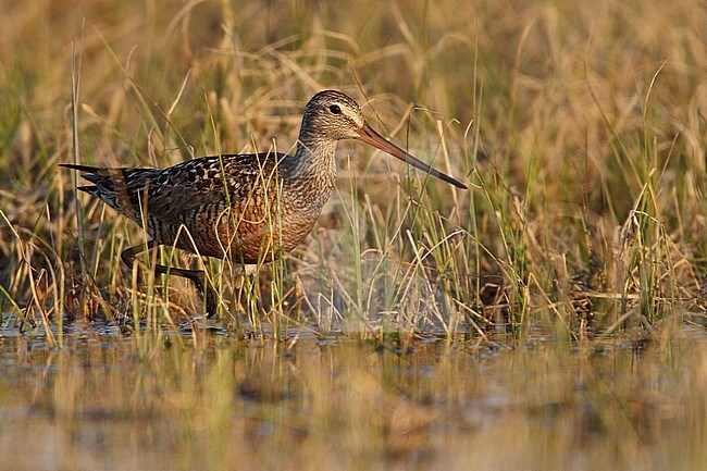 Rode Grutto, Hudsonian Godwit stock-image by Agami/Glenn Bartley,