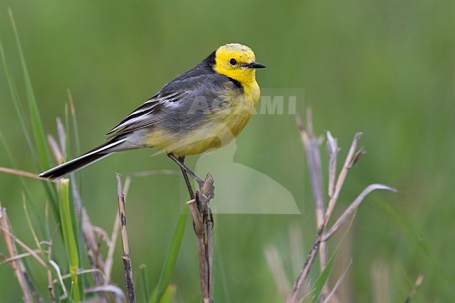 Mannetje Citroenkwikstaart in zomerkleed, Male Citrine Wagtail in summer plumage stock-image by Agami/Daniele Occhiato,