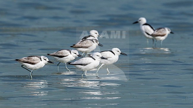 Group of Crab Plover in the mud of Sulaibikhat, Kuwait. January 2011. stock-image by Agami/Vincent Legrand,