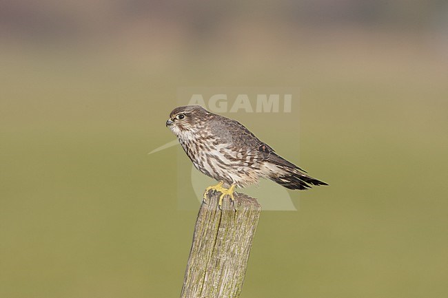 Smelleken; Merlin (Falco columbarius) stock-image by Agami/Arie Ouwerkerk,