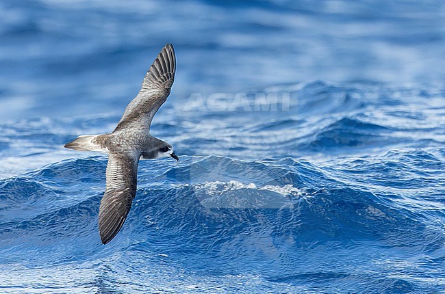 Bermuda Petrel, Pterodroma cahow, off the coast near the colony on Nonsuch island, Bermuda. Bird in flight. stock-image by Agami/Marc Guyt,