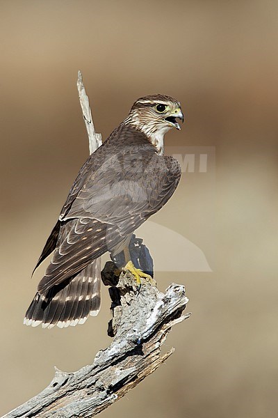 Adult female American Merlin (Falco columbarius columbarius) wintering in Riverside County, California. Perched on a dead branch against a brown background. stock-image by Agami/Brian E Small,