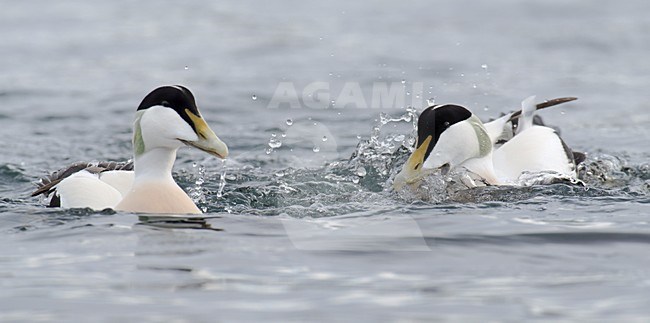 Eiders mannetje vechtend, Eiders male fighting stock-image by Agami/Rob Riemer,