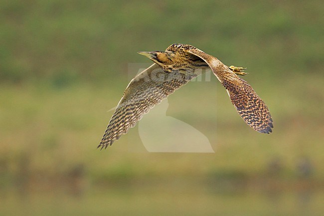 Roerdomp; Great Bittern; Botaurus stellaris stock-image by Agami/Daniele Occhiato,