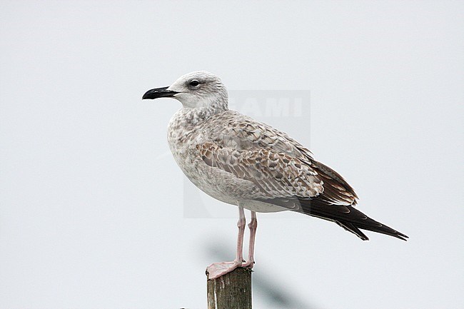 Eerste winter Pontische Meeuw, First winter, Caspian Gull stock-image by Agami/Karel Mauer,