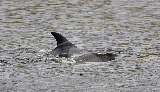 Witflankdolfijn, Atlantic white-sided Dolphin, Lagenorhynchus acutus stock-image by Agami/Hugh Harrop,