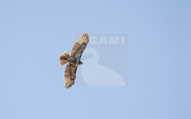 Juvenile Red-tailed Hawk (Buteo jamaicensis) in flight during autumn migration at Cape May, New Jersey, USA stock-image by Agami/Helge Sorensen,