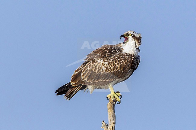 Young Osprey asking for food in the mangroves of Wadi Lahami, Egypt. stock-image by Agami/Vincent Legrand,