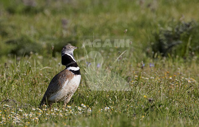 Baltsend mannetje Kleine Trap; Male Little Bustard displaying stock-image by Agami/Markus Varesvuo,