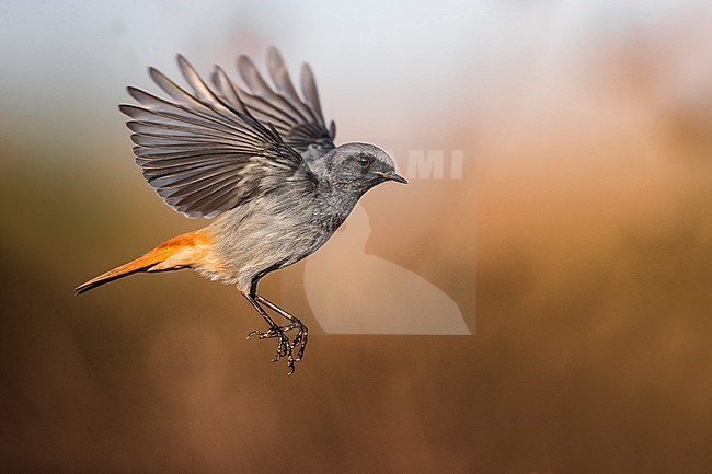 Male Black Redstart, Phoenicurus ochruros, in Italy. stock-image by Agami/Daniele Occhiato,