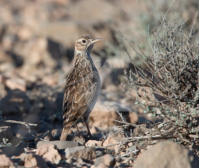 Duponts Leeuwerik zittend op droge stenige grond van semi woestijn of steppe. Dupont's Lark sitting on dry stony ground of semi desert or steppe stock-image by Agami/Ran Schols,