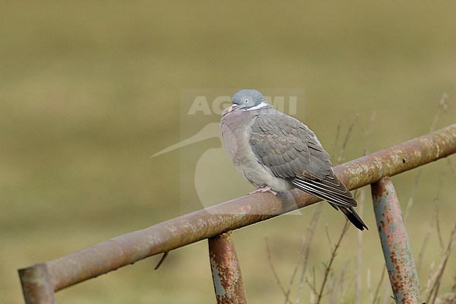 Houtduif zittend op roestig hek, Common Wood Pigeon sitting on rusty fence stock-image by Agami/Walter Soestbergen,