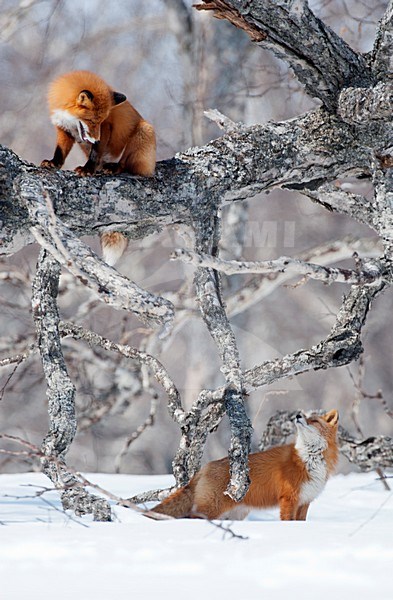 Spelende Vossen in de sneeuw, Red Foxes playing in the snow stock-image by Agami/Sergey Gorshkov,