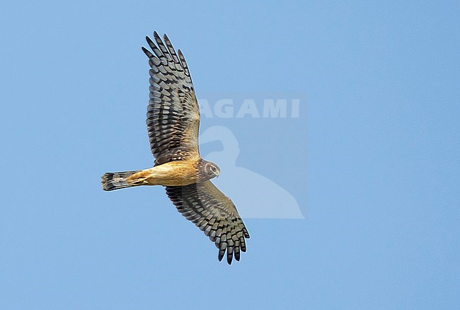 Immature Northern Harrier (Circus hudsonius) in flight
Chambers Co., Texas
October 2017 stock-image by Agami/Brian E Small,