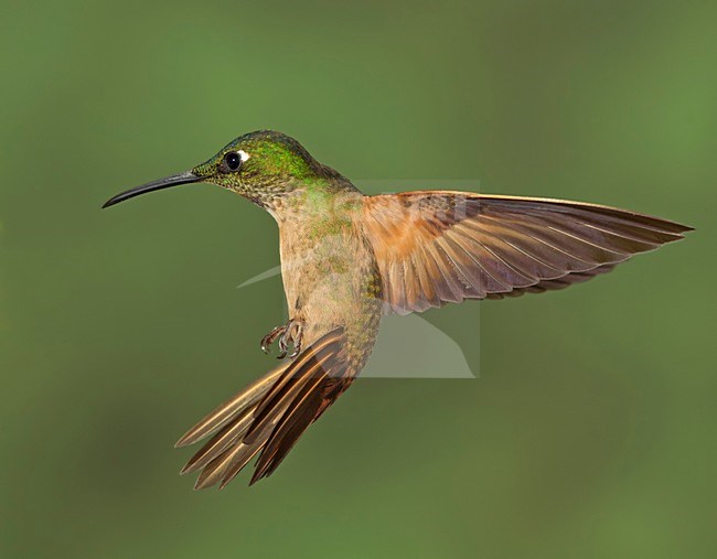 Bruinborstbriljantkilibrie in vlucht, Fawn-breasted Brilliant in flight stock-image by Agami/David Hemmings,