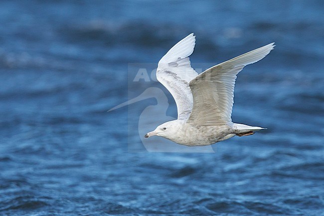 1st summer Glaucous Gull (Larus hyperboreus) in flight at Seward Peninsula, Alaska, USA in June 2018. stock-image by Agami/Brian E Small,