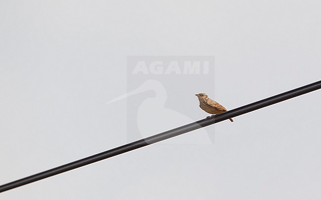 Indochinese Bush Lark (Mirafra erythrocephala) at Petchaburi, Thailand stock-image by Agami/Helge Sorensen,