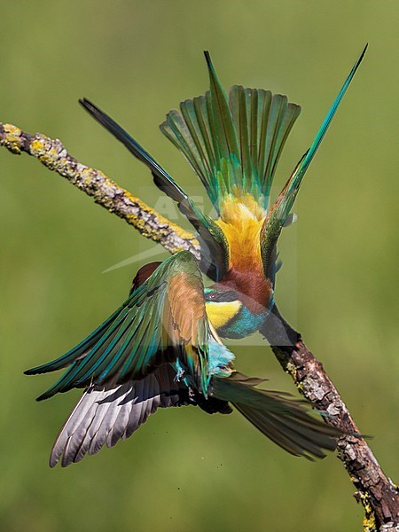 Europese Bijeneters vechtend; European Bee-eaters fighting stock-image by Agami/Daniele Occhiato,